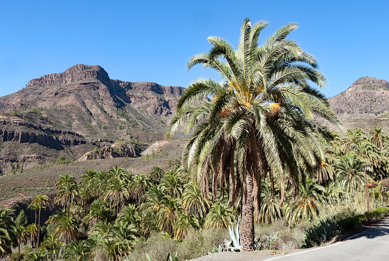 Detail listov rastliny Phoenix canariensis