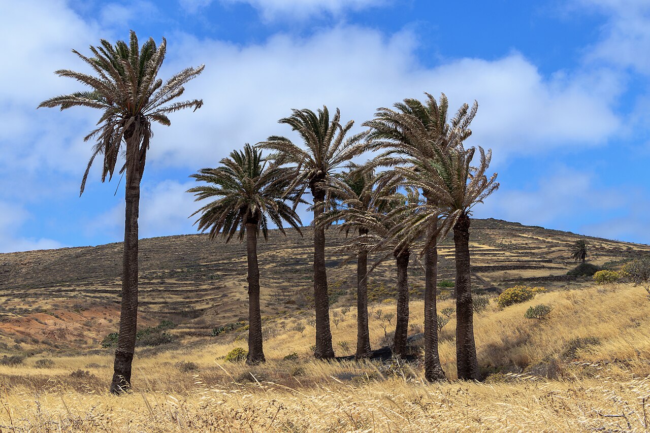 Phoenix canariensis ako solitérna palma v kvetináči