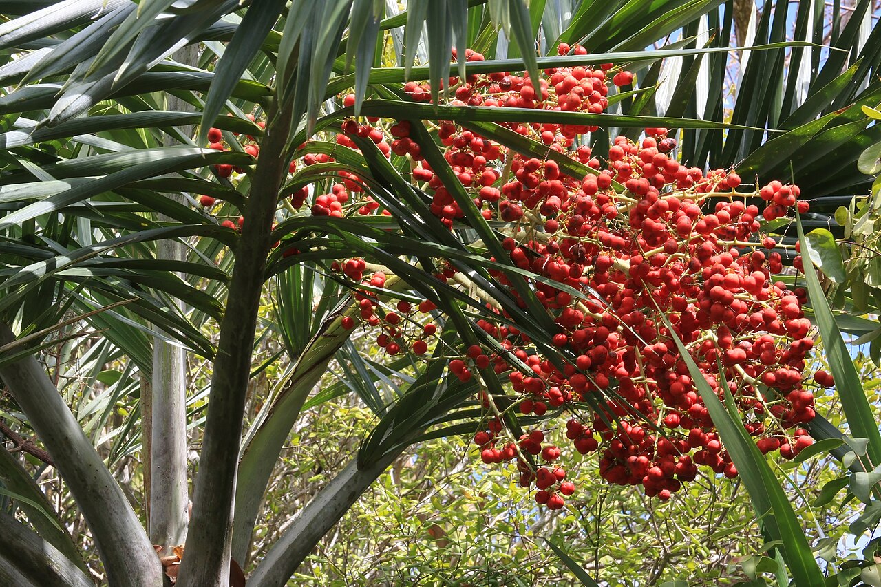 Phoenix dactylifera s dlhými perovitými listami