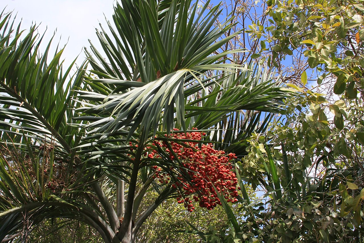 Detail listov rastliny Phoenix dactylifera