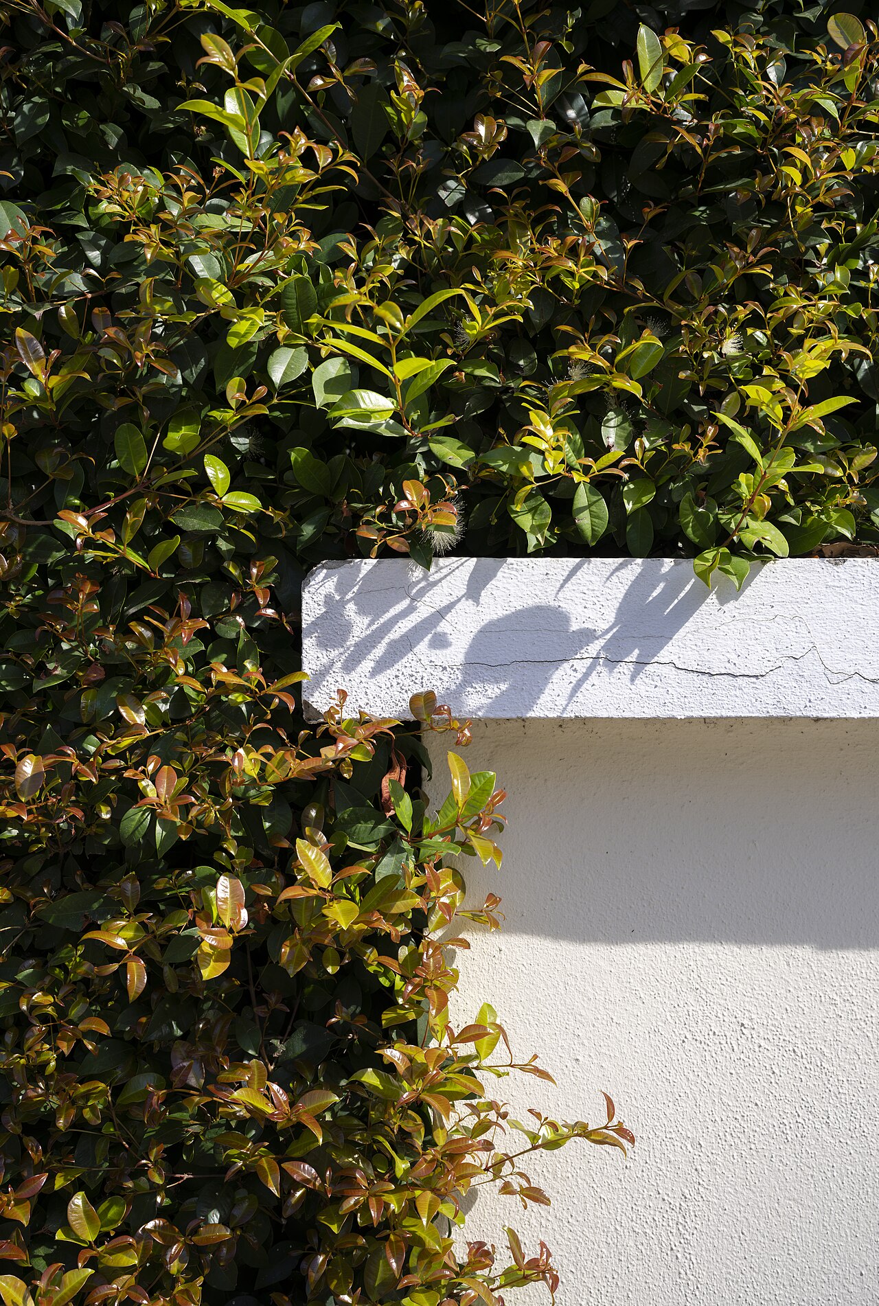 Photinia fraseri pestovanie v kvetináči na svetlom mieste