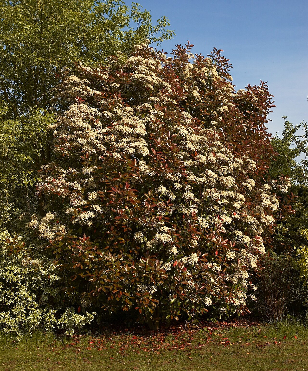 Detail lesklých listov Photinia fraseri