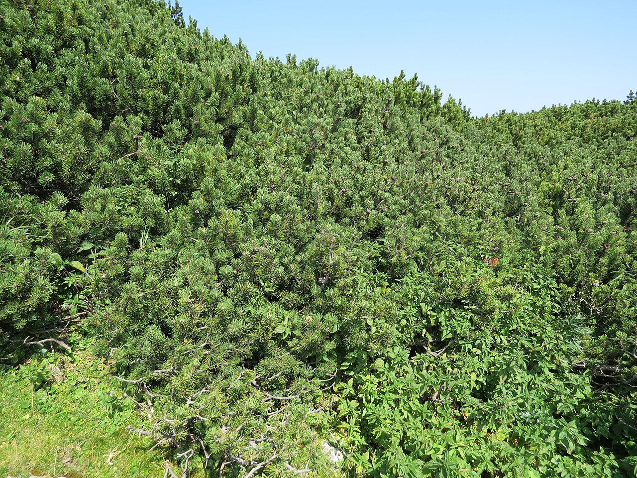 Detail tmavozelených ihlíc rastliny Pinus mugo