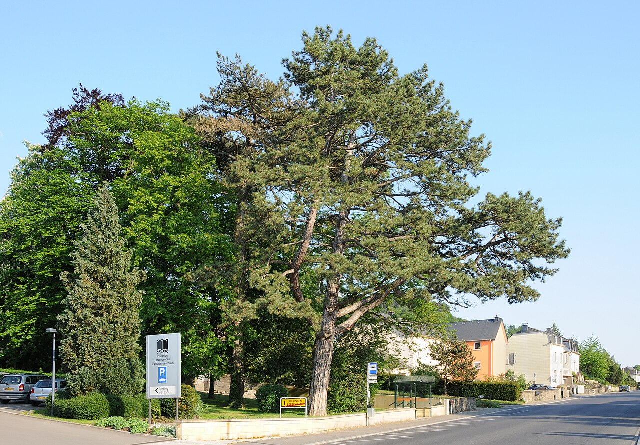 Starostlivosť o Pinus nigra na slnečnom stanovišti