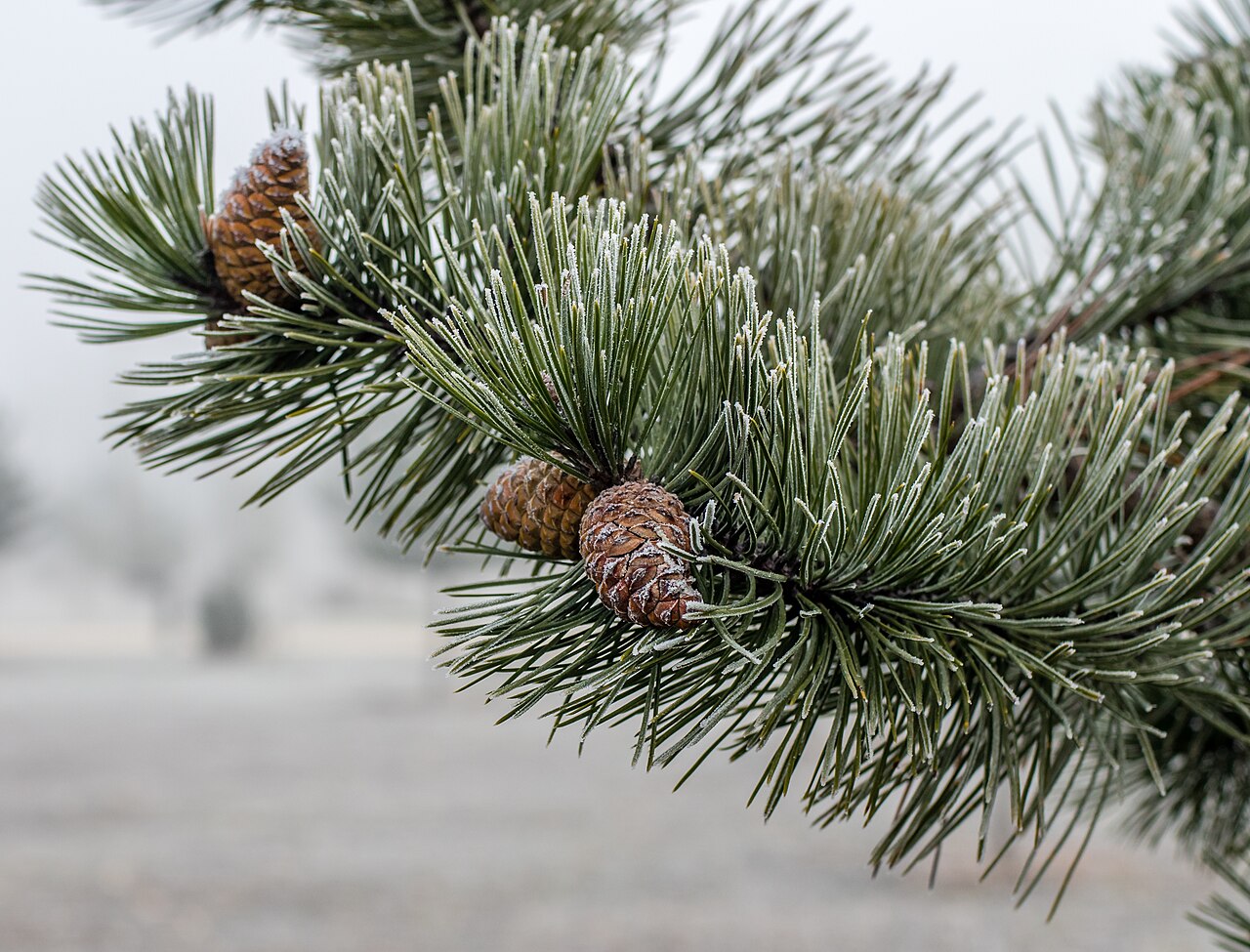 Detail ihlíc rastliny Pinus nigra