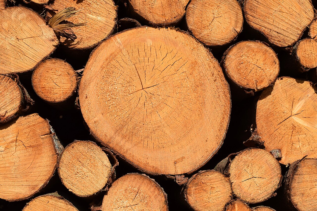 Starostlivosť o Pinus sylvestris na svetlom stanovišti