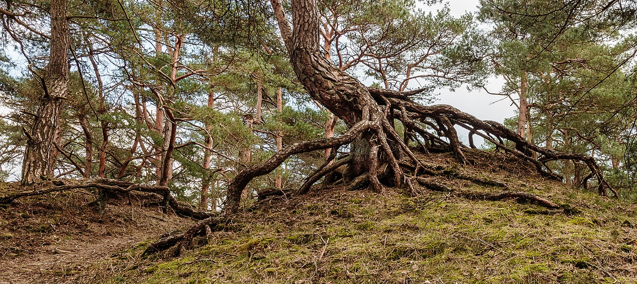Detail ihlíc rastliny Pinus sylvestris