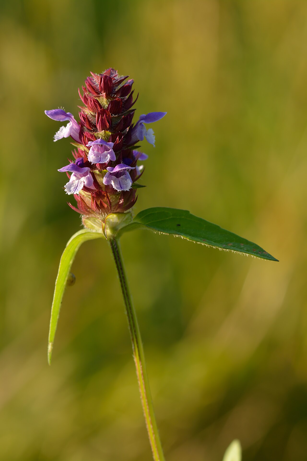Prunella vulgaris pestovanie v nádobe na svetlom mieste