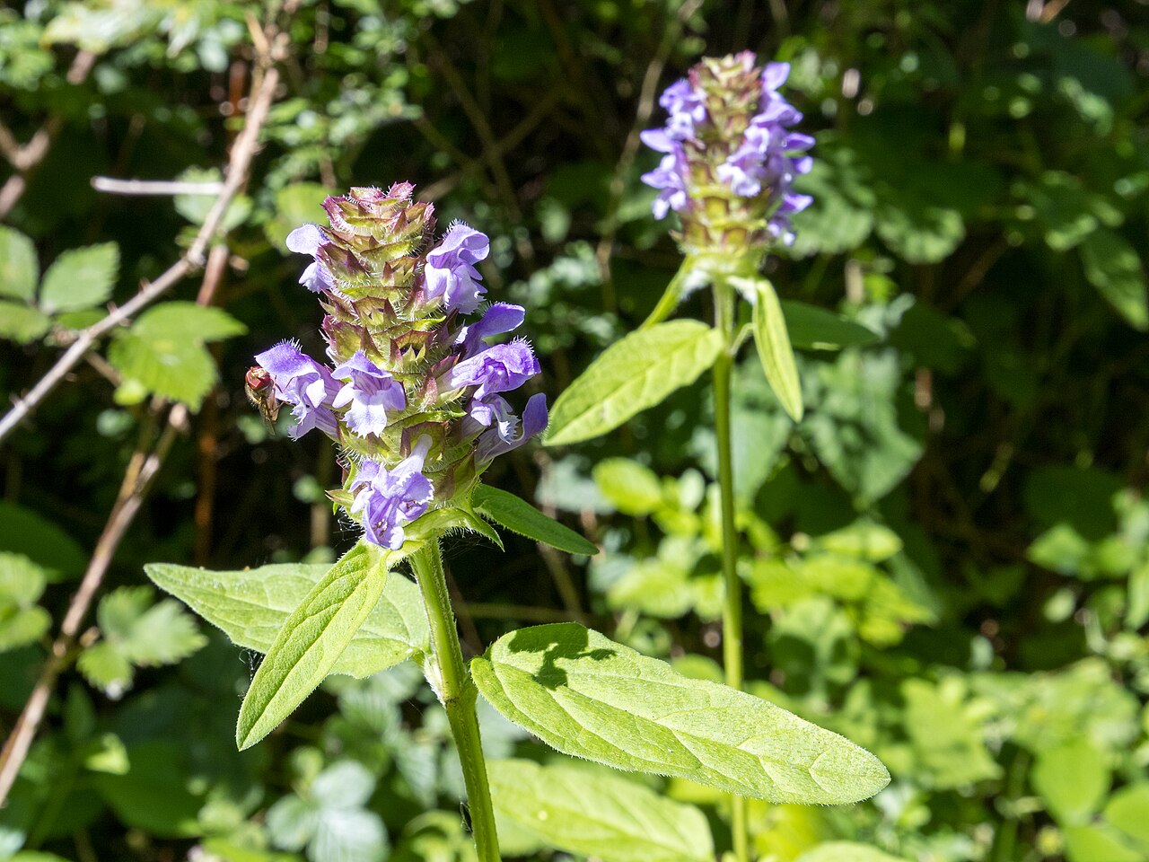 Kvitnúca Prunella vulgaris s fialovými klasmi