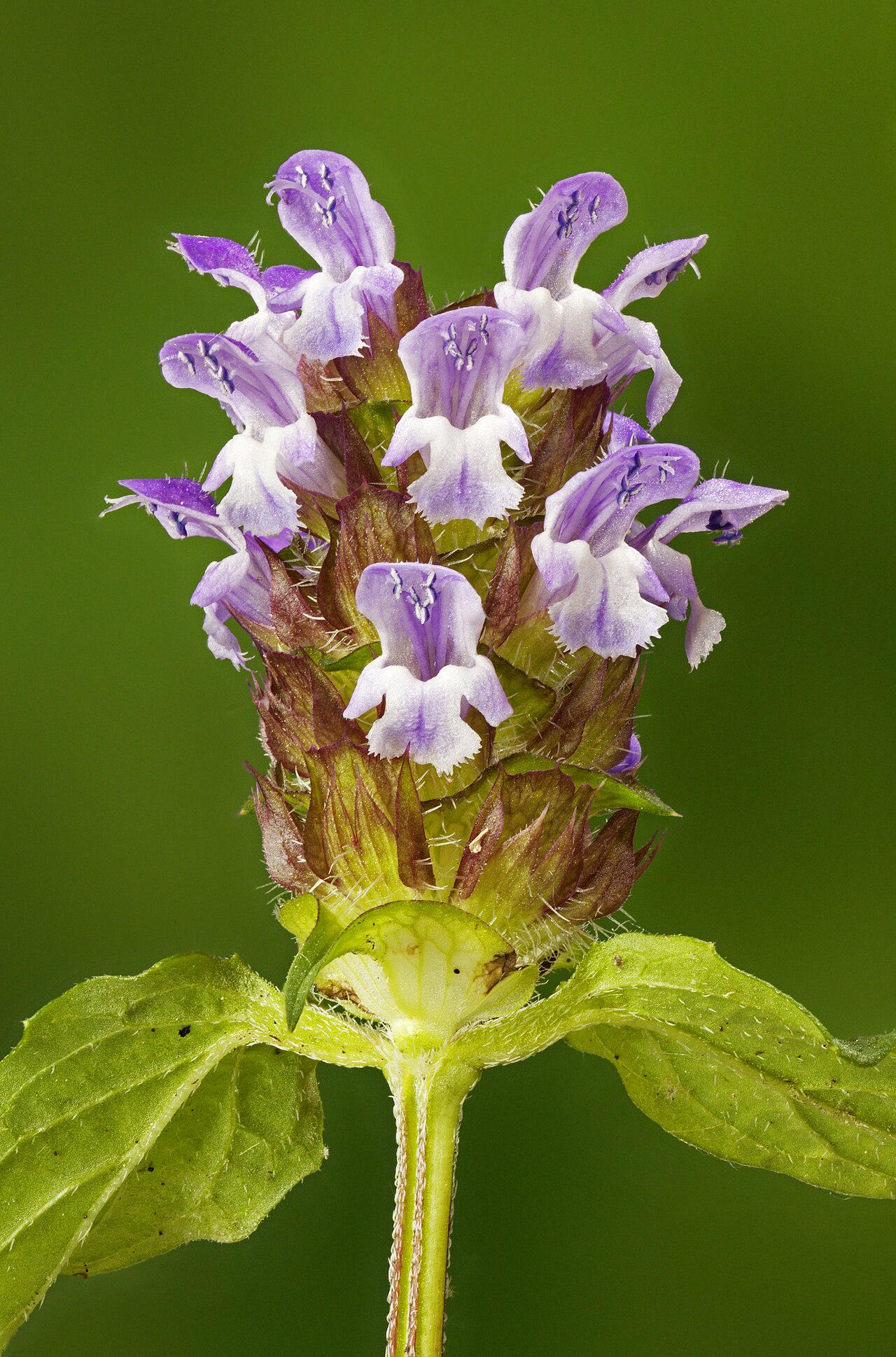 Detail listov a stoniek rastliny Prunella vulgaris
