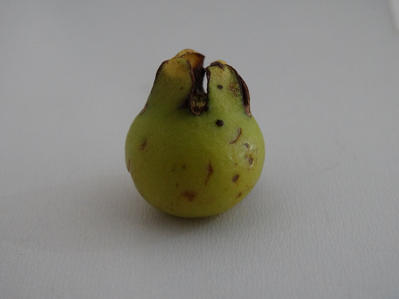 Lesklé tmavozelené listy rastliny Psidium araca