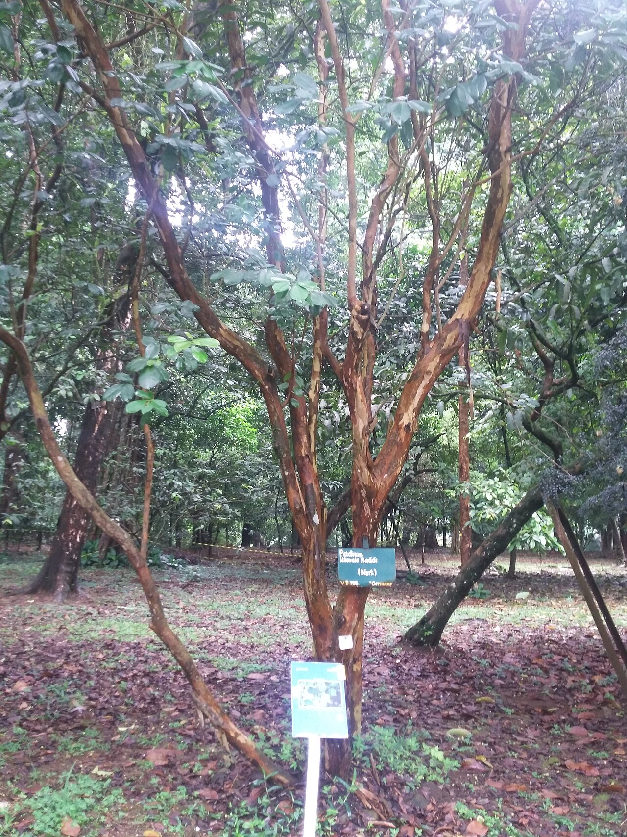 Psidium cattleianum s plodmi na rastline