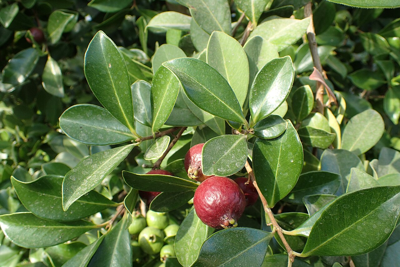 Lesklé listy rastliny Psidium guineense