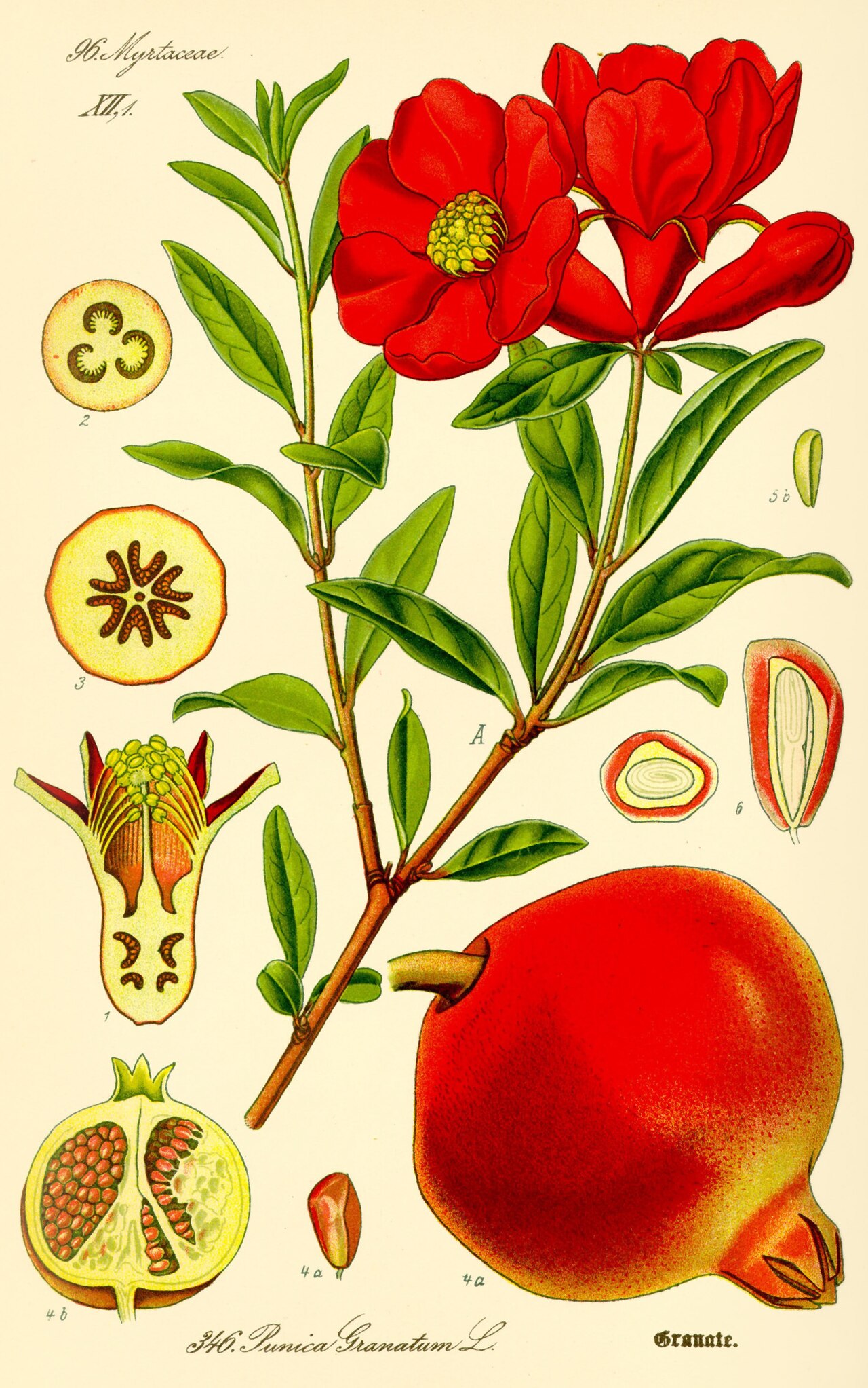 Kvety rastliny Punica granatum v oranžovočervenej farbe