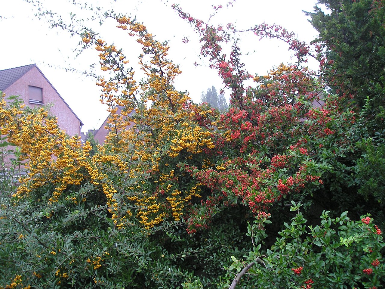 Starostlivosť o Pyracantha coccinea a vzhľad rastliny v nádobe