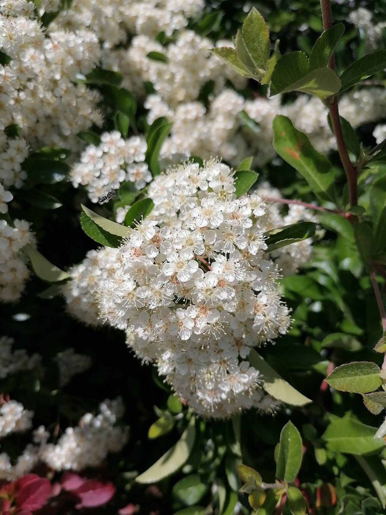 Pyracantha coccinea s červenými plodmi na vetvách