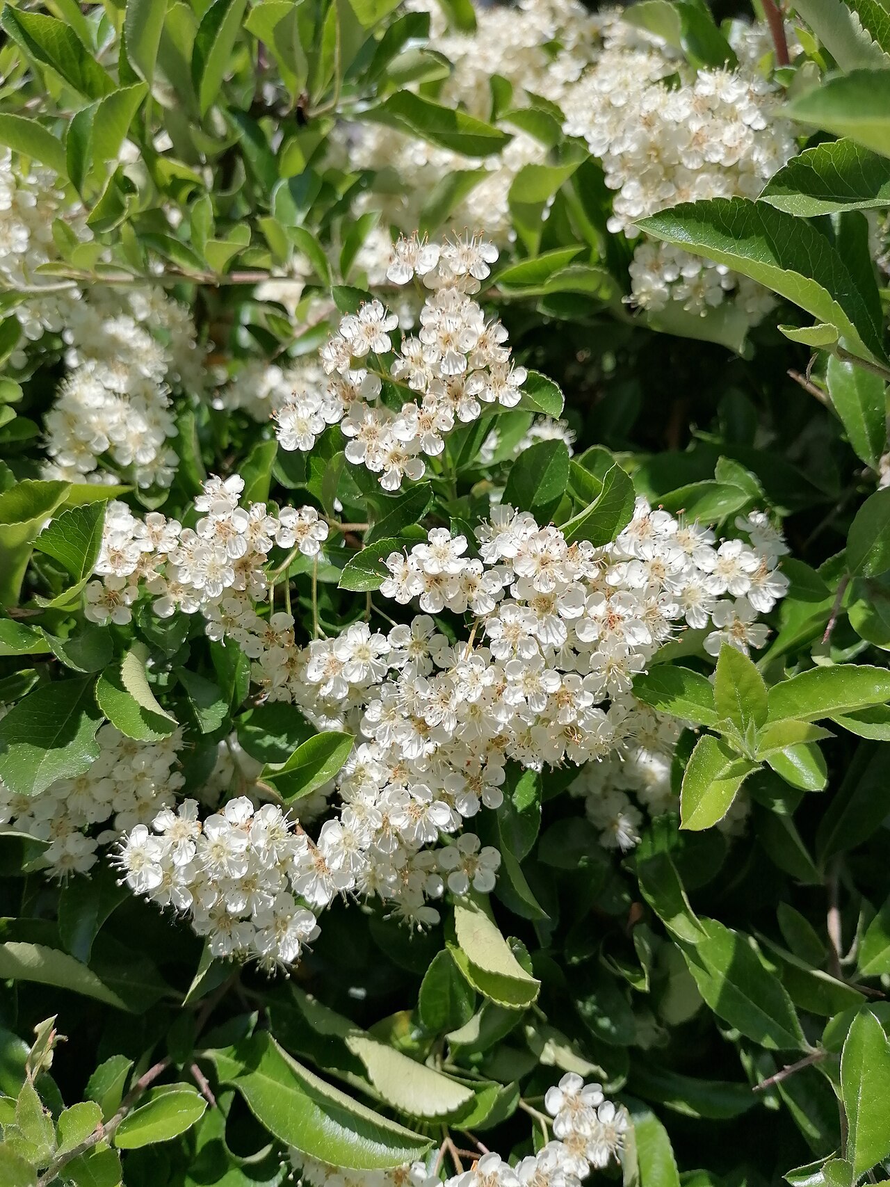 Detail listov a tŕnistých konárov Pyracantha coccinea