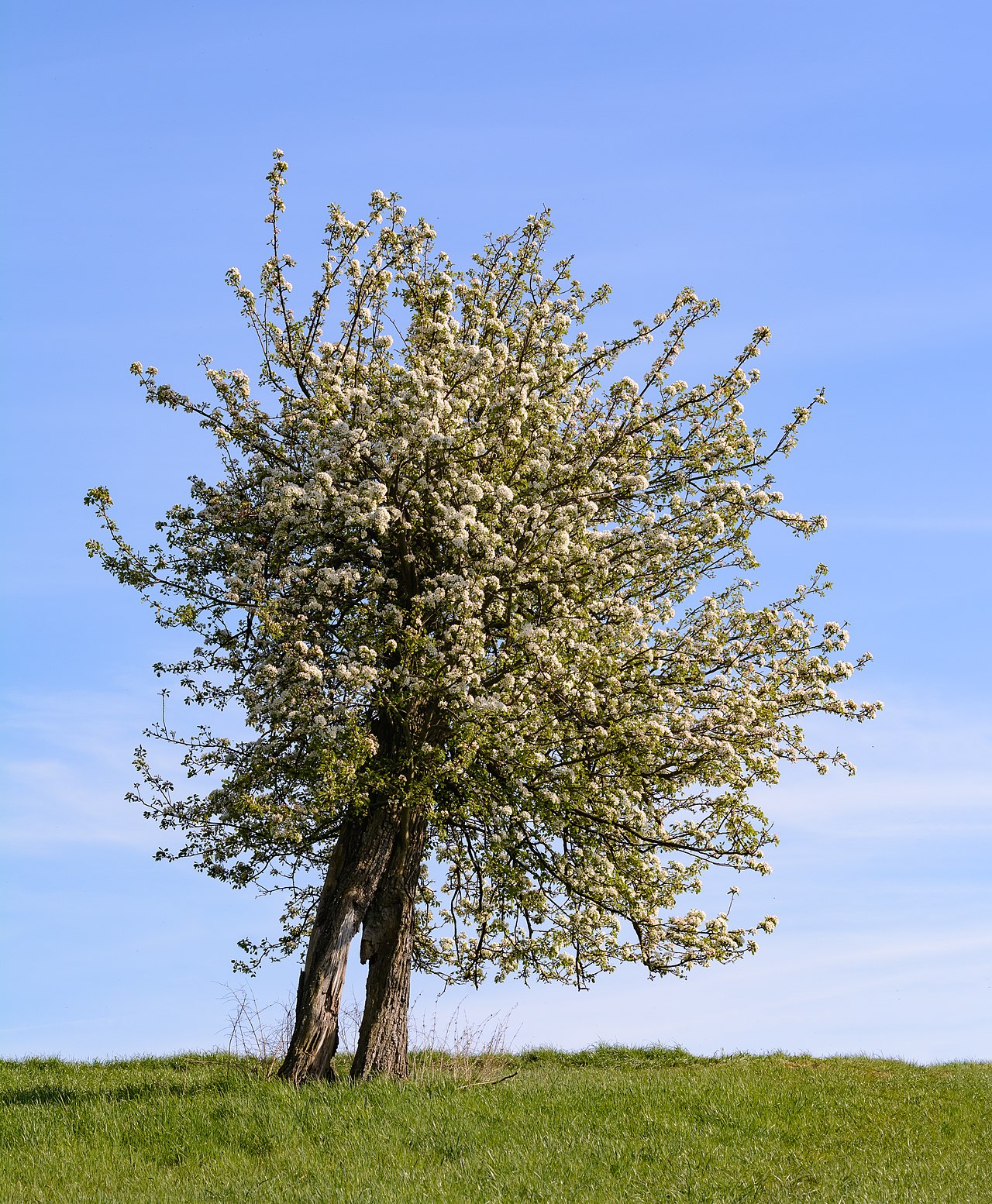 Starostlivosť o Pyrus communis na slnečnom stanovišti