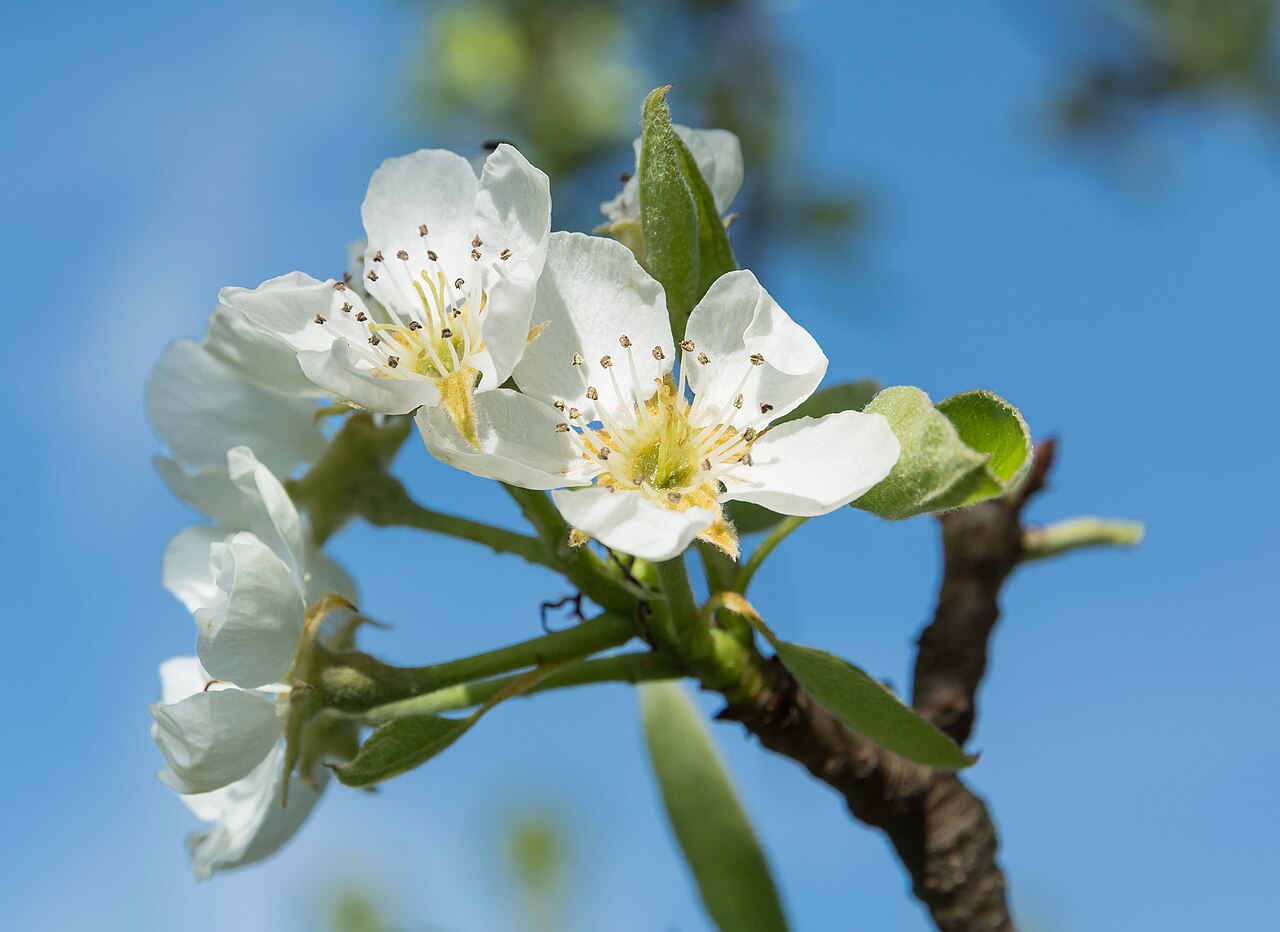 Kvety Pyrus communis na jar