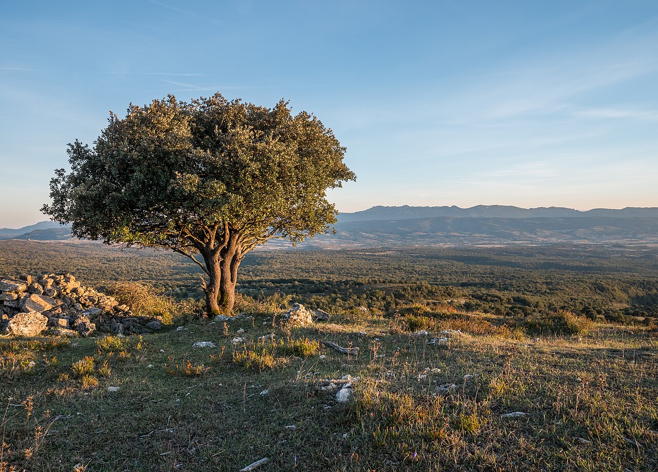 Starostlivosť o Quercus ilex na svetlom stanovišti