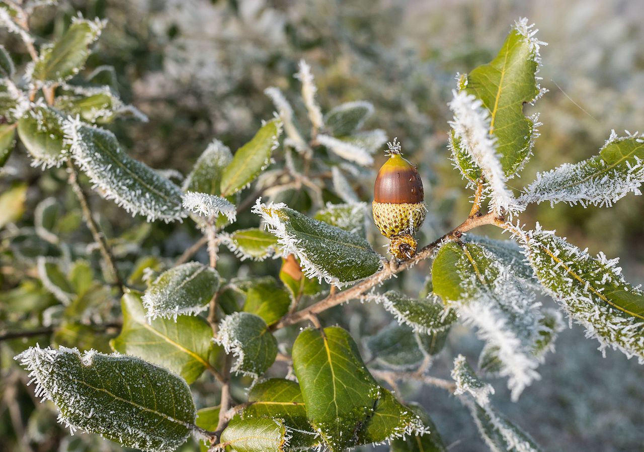 Quercus ilex s typickými žaludmi na vetve