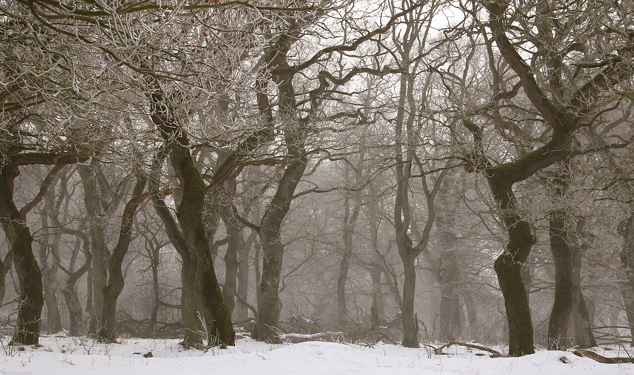 Žalude a vetvy rastliny Quercus robur