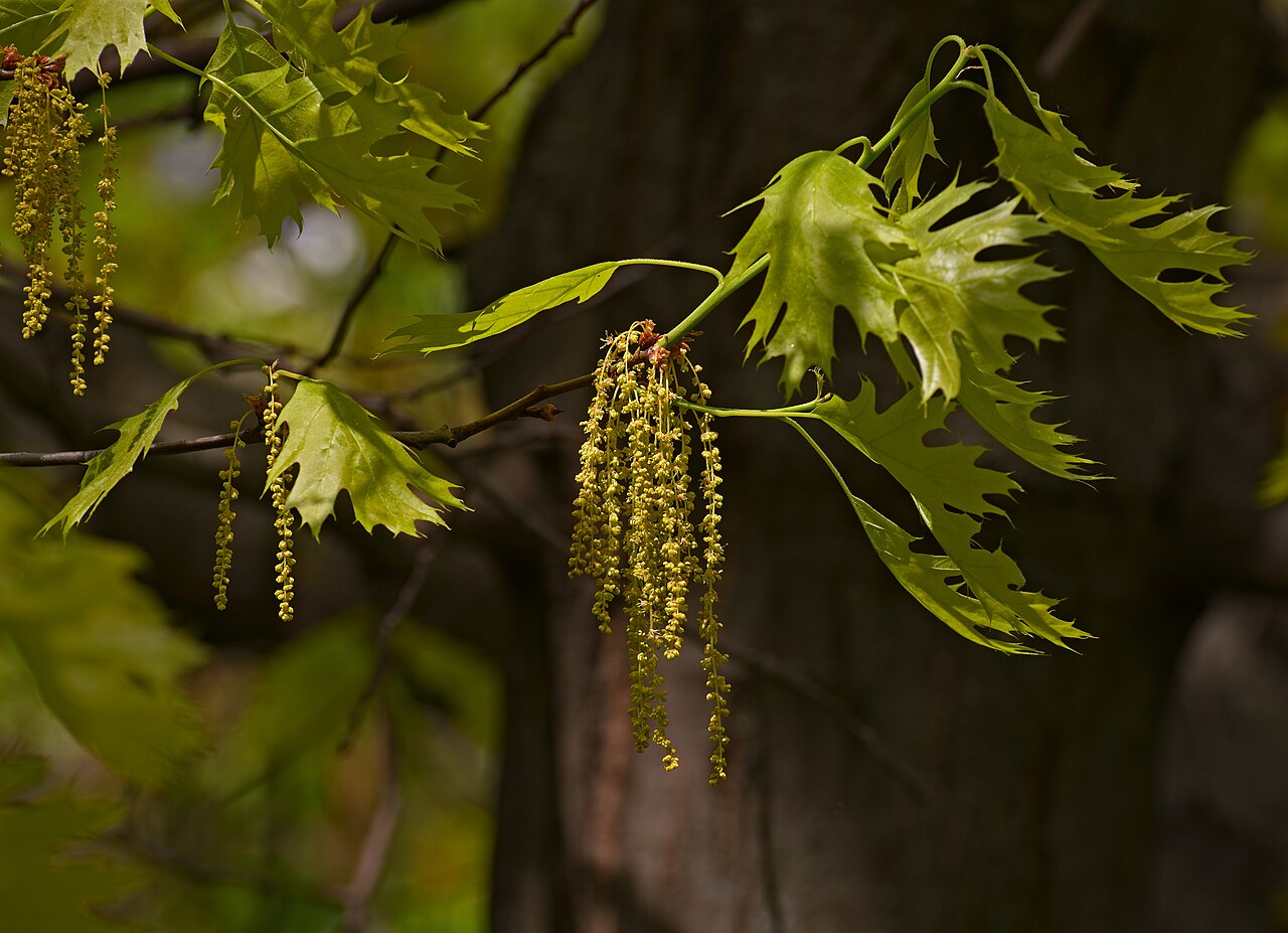 Listy rastliny Quercus rubra zblízka