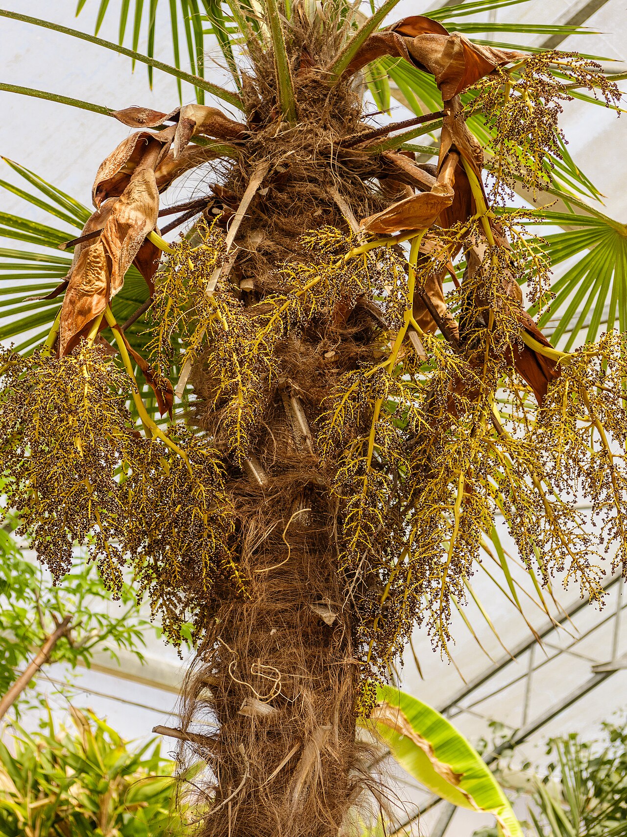 Starostlivosť o Rhapidophyllum hystrix v interiéri
