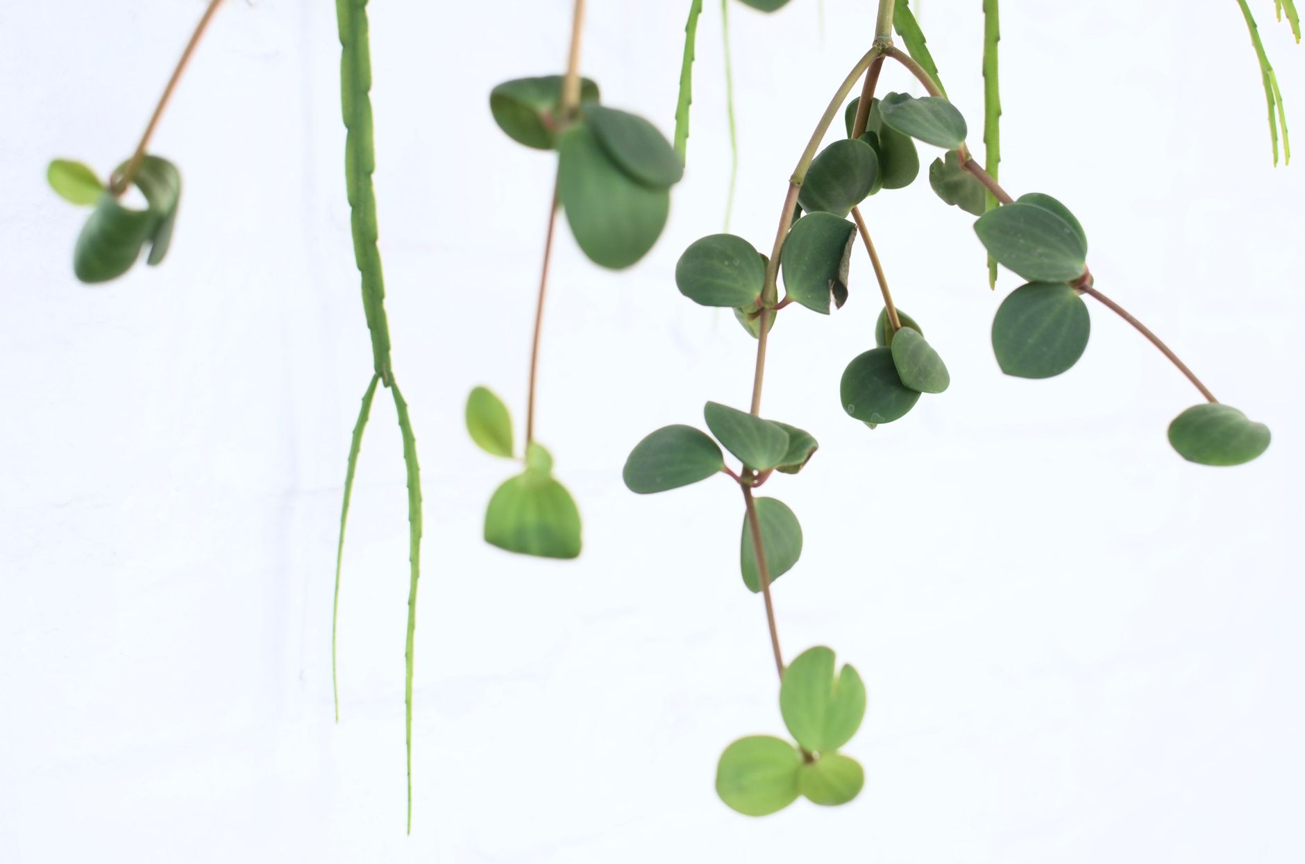 Rhipsalis ramulosa red coral na svetlom mieste v interiéri