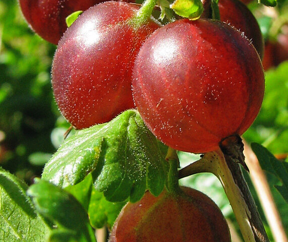 Starostlivosť o Ribes uva-crispa na svetlom vonkajšom stanovišti