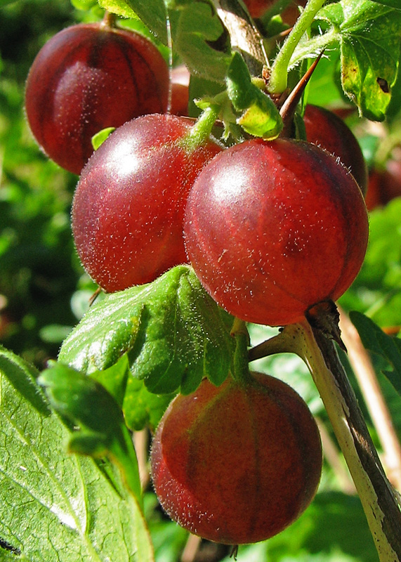 Starostlivosť o Ribes uva-crispa na svetlom vonkajšom stanovišti