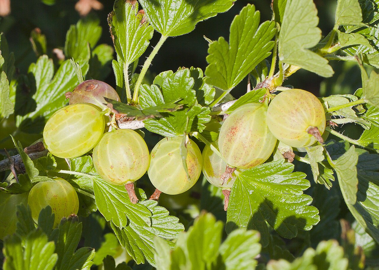 Ribes uva-crispa s dozrievajúcimi plodmi na kre