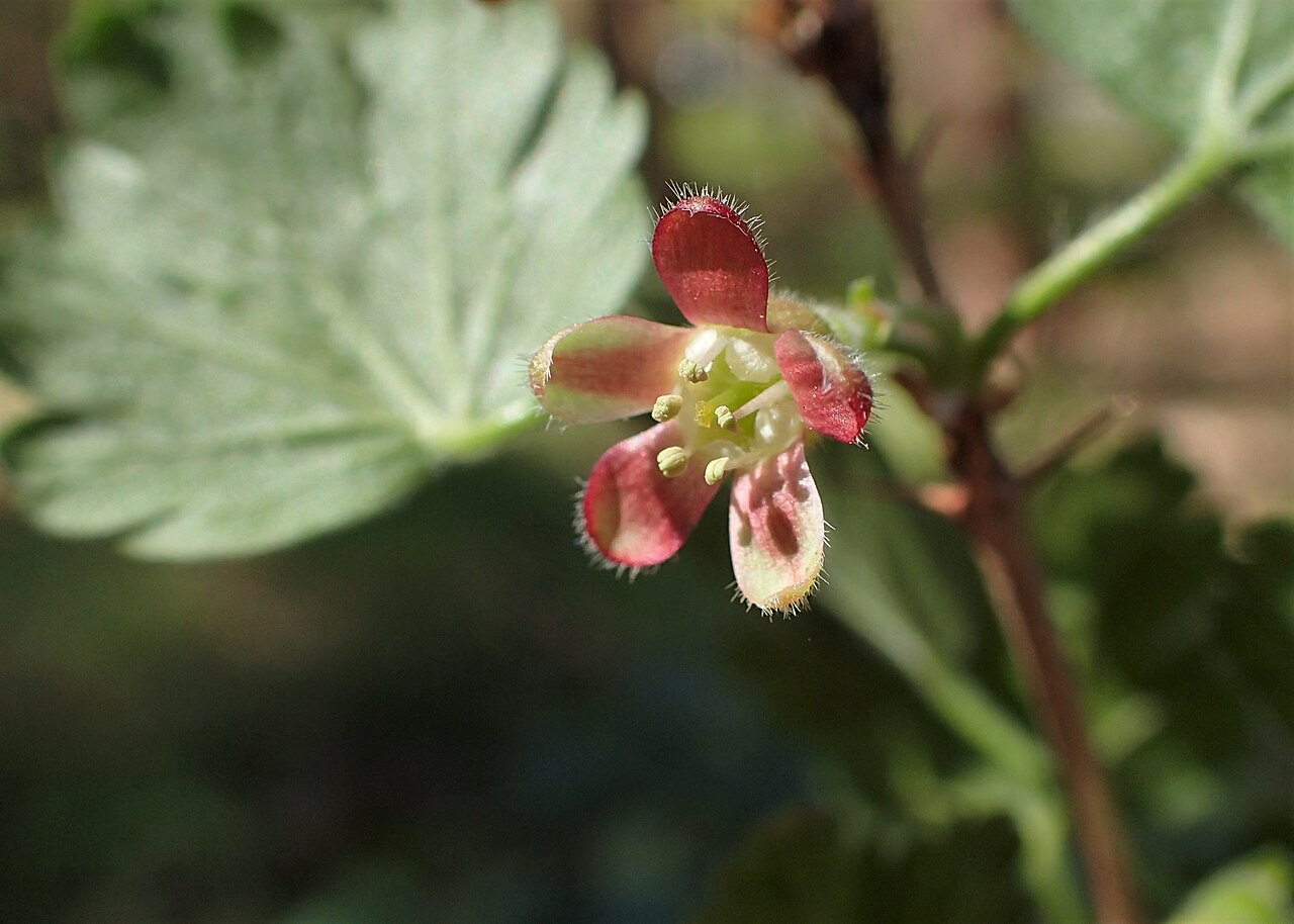 Detail listov a tŕnistých výhonkov Ribes uva-crispa