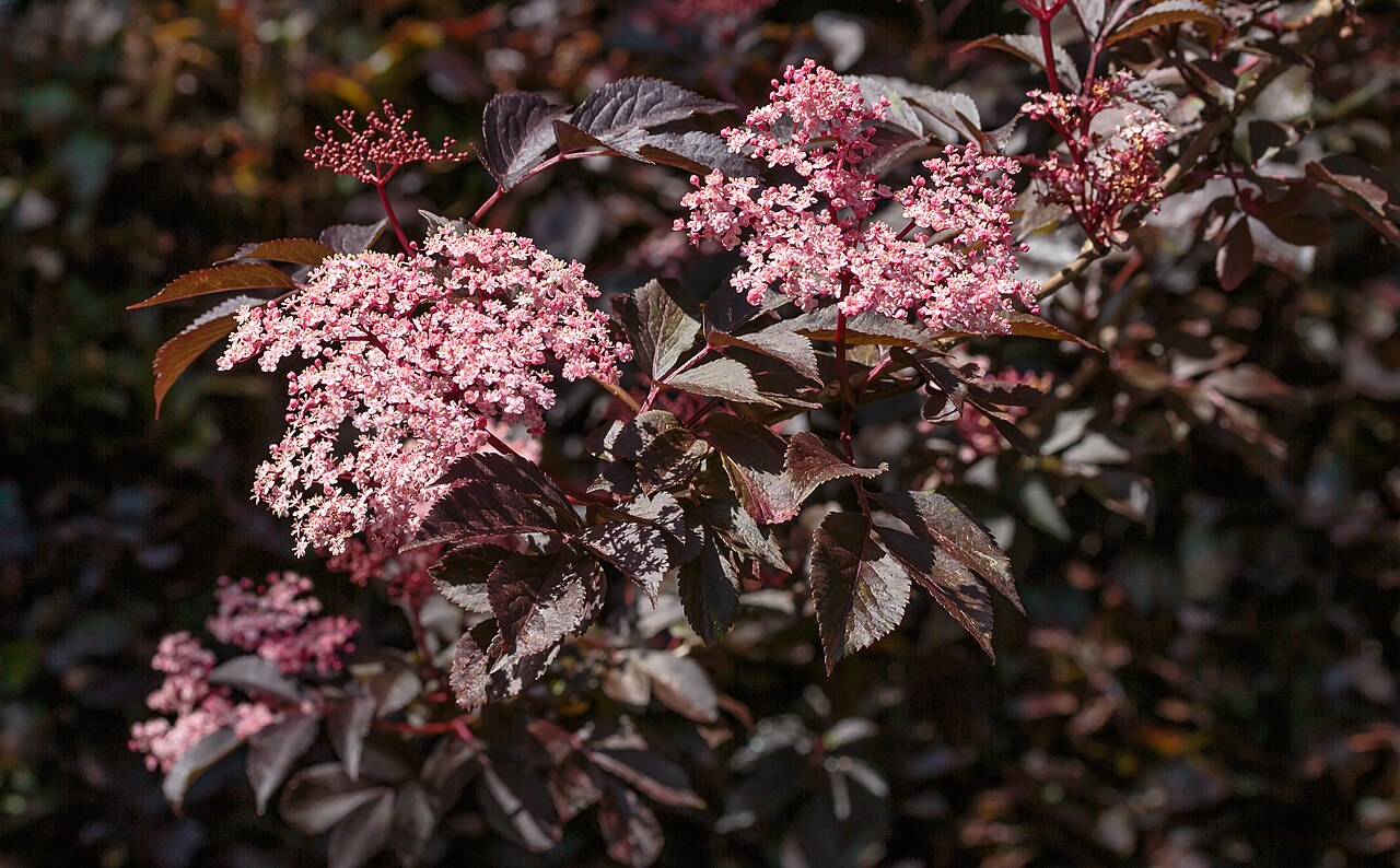 Starostlivosť o Sambucus nigra na svetlom stanovišti