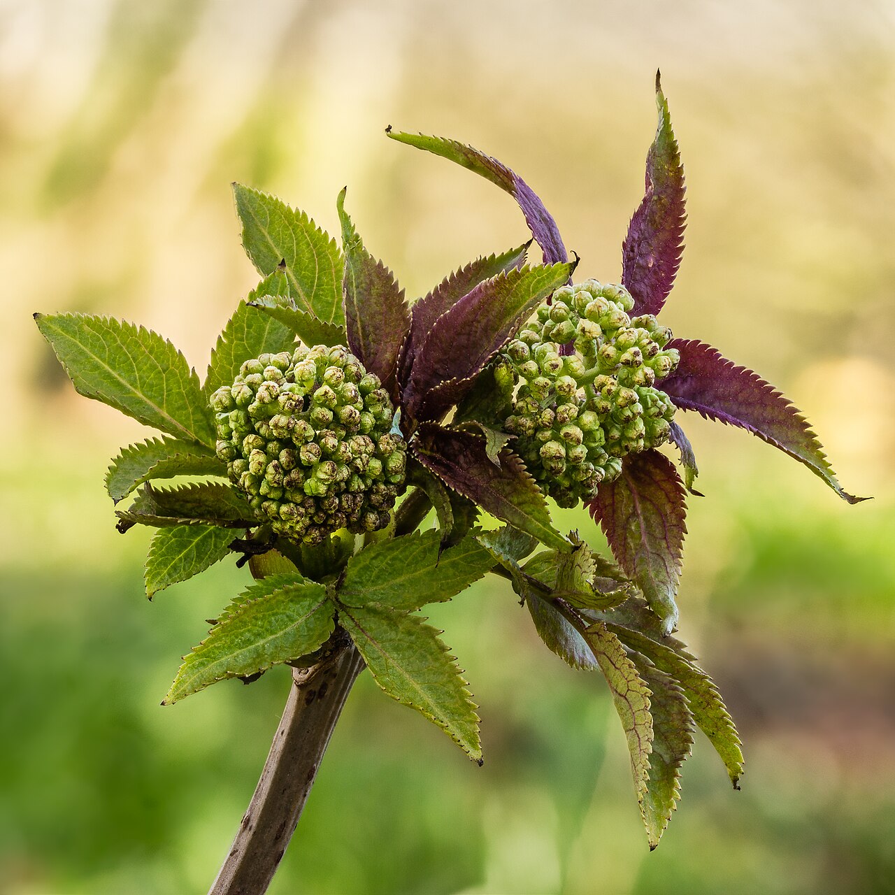 Starostlivosť o Sambucus racemosa v záhradnom prostredí