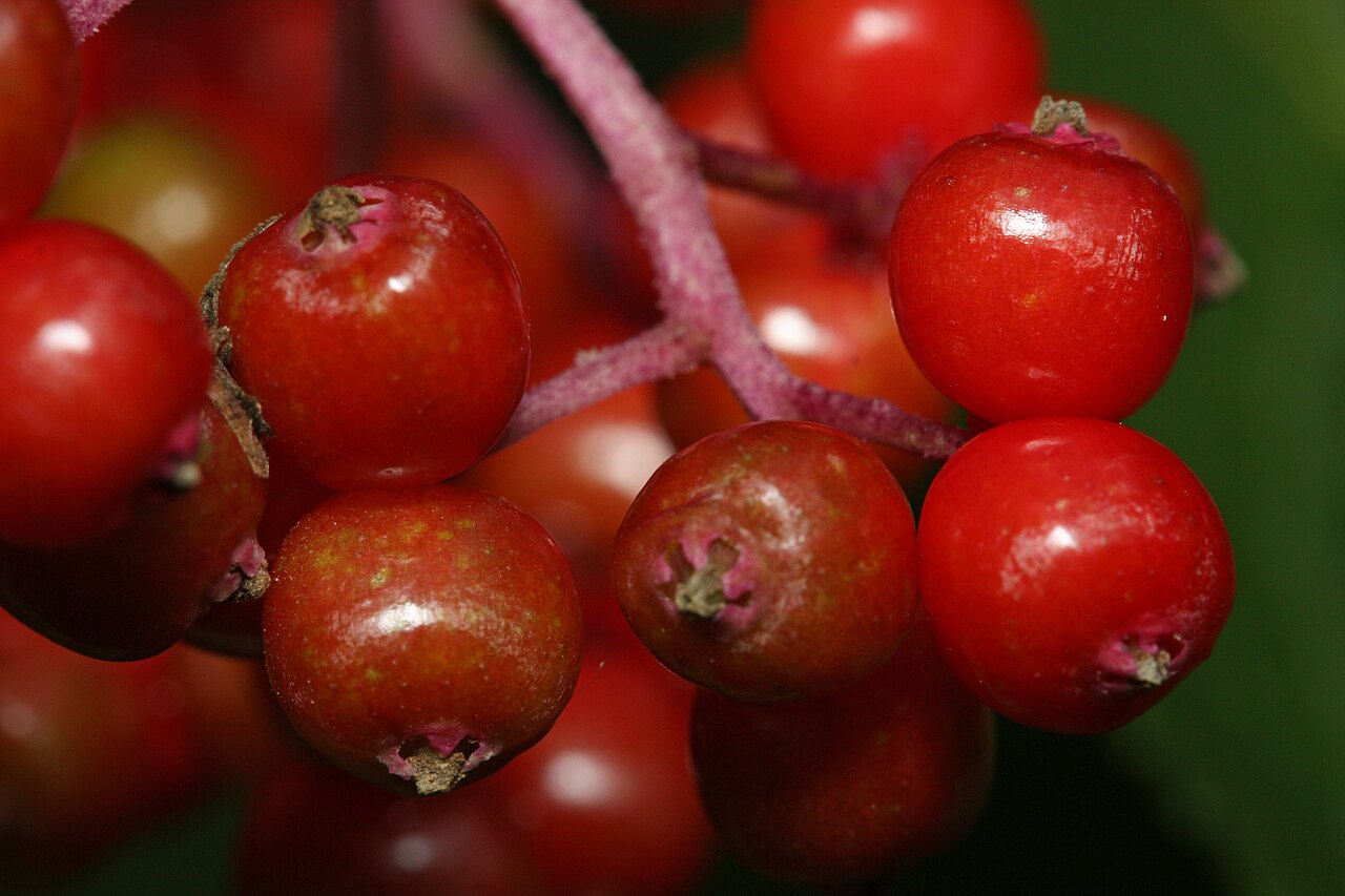 Kvitnúci ker Sambucus racemosa na jar