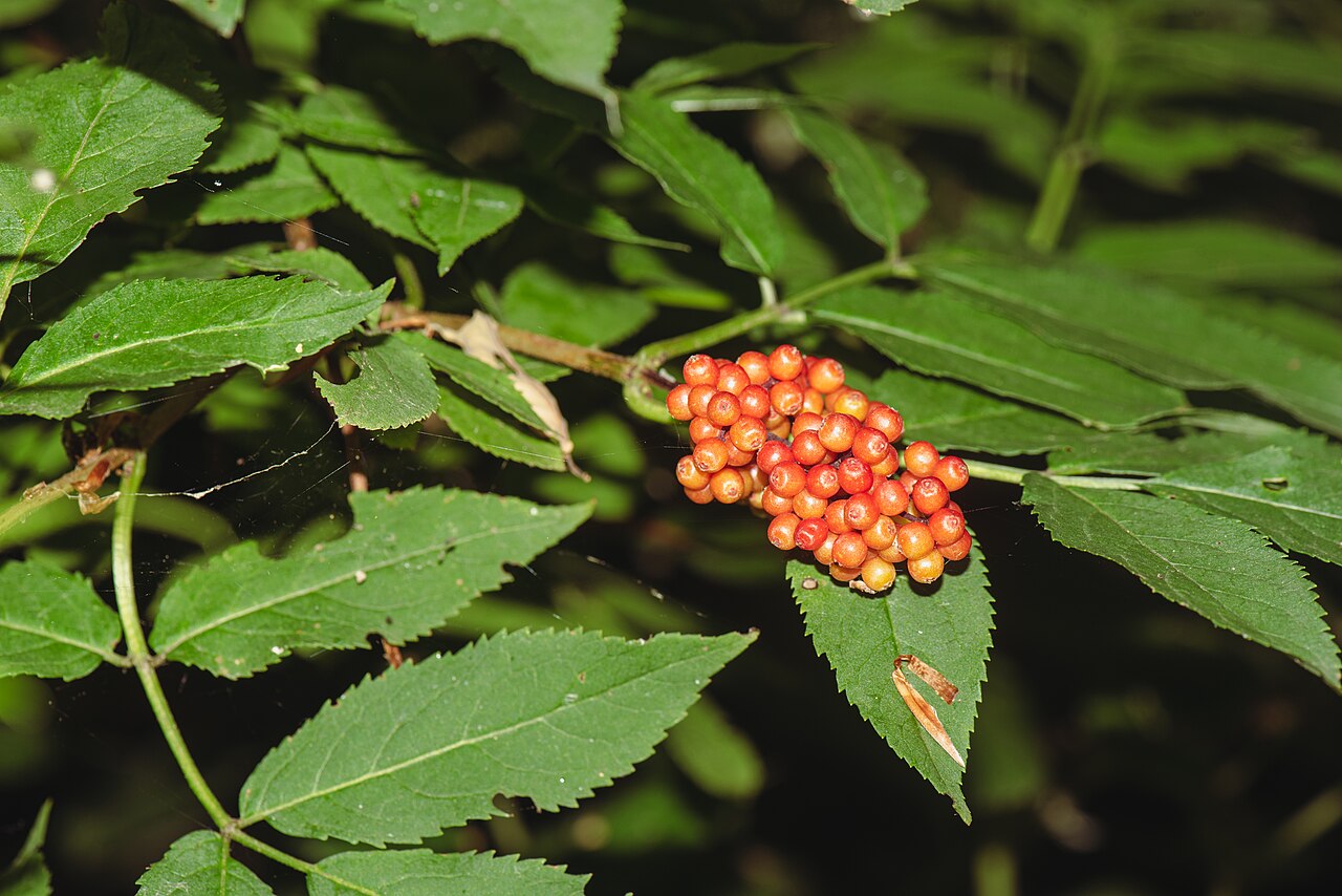 Listy Sambucus racemosa s typickým perovitým vzhľadom
