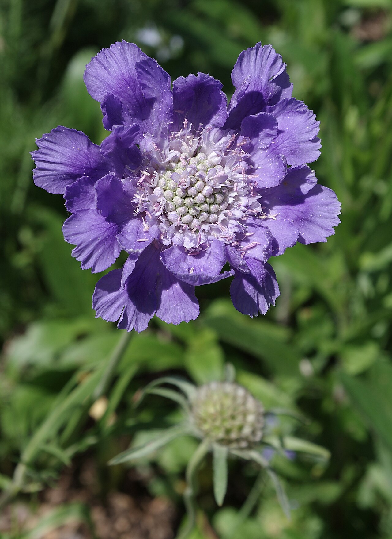 Starostlivosť o Scabiosa caucasica v záhradnom záhone