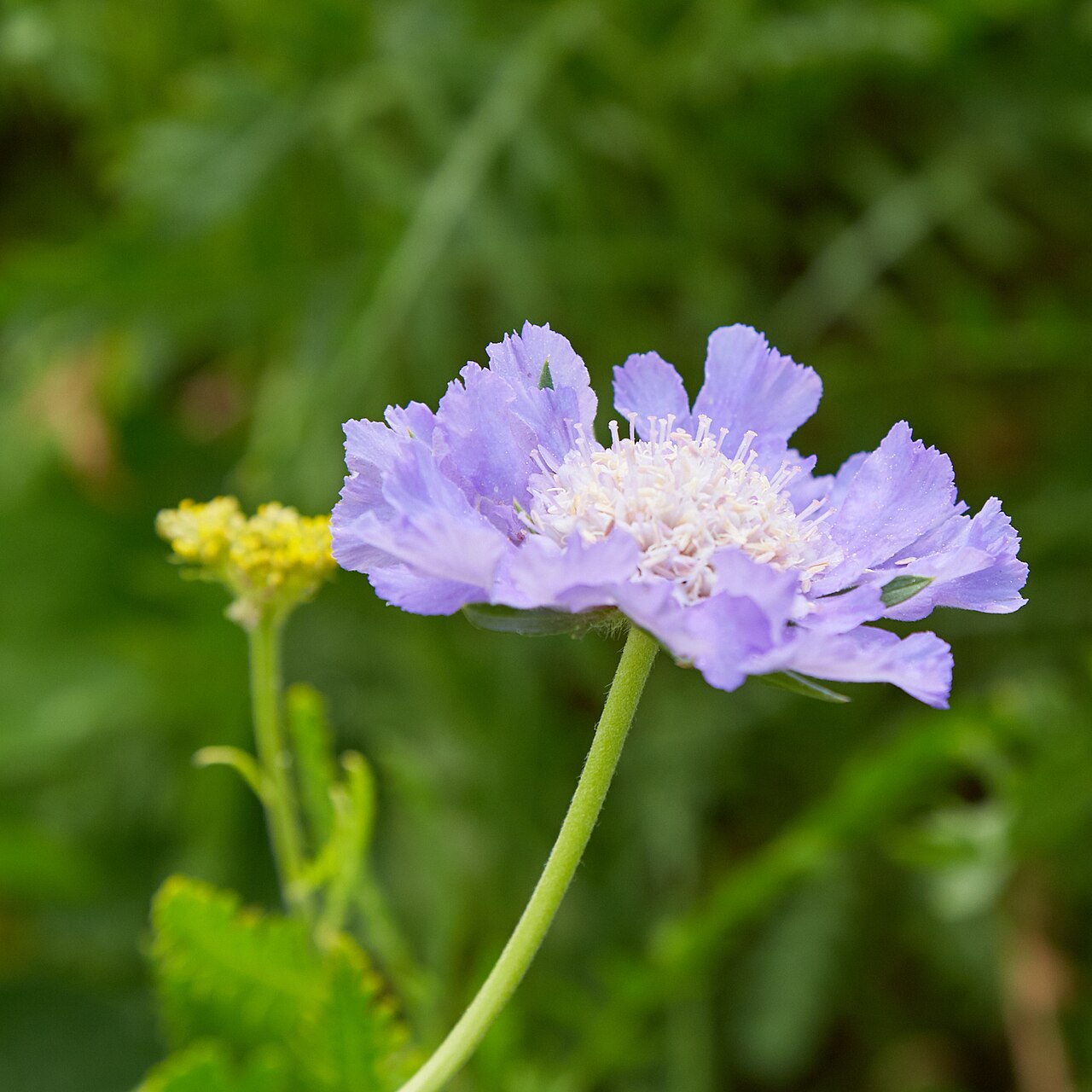 Kvitnúca Scabiosa caucasica na slnečnom stanovišti