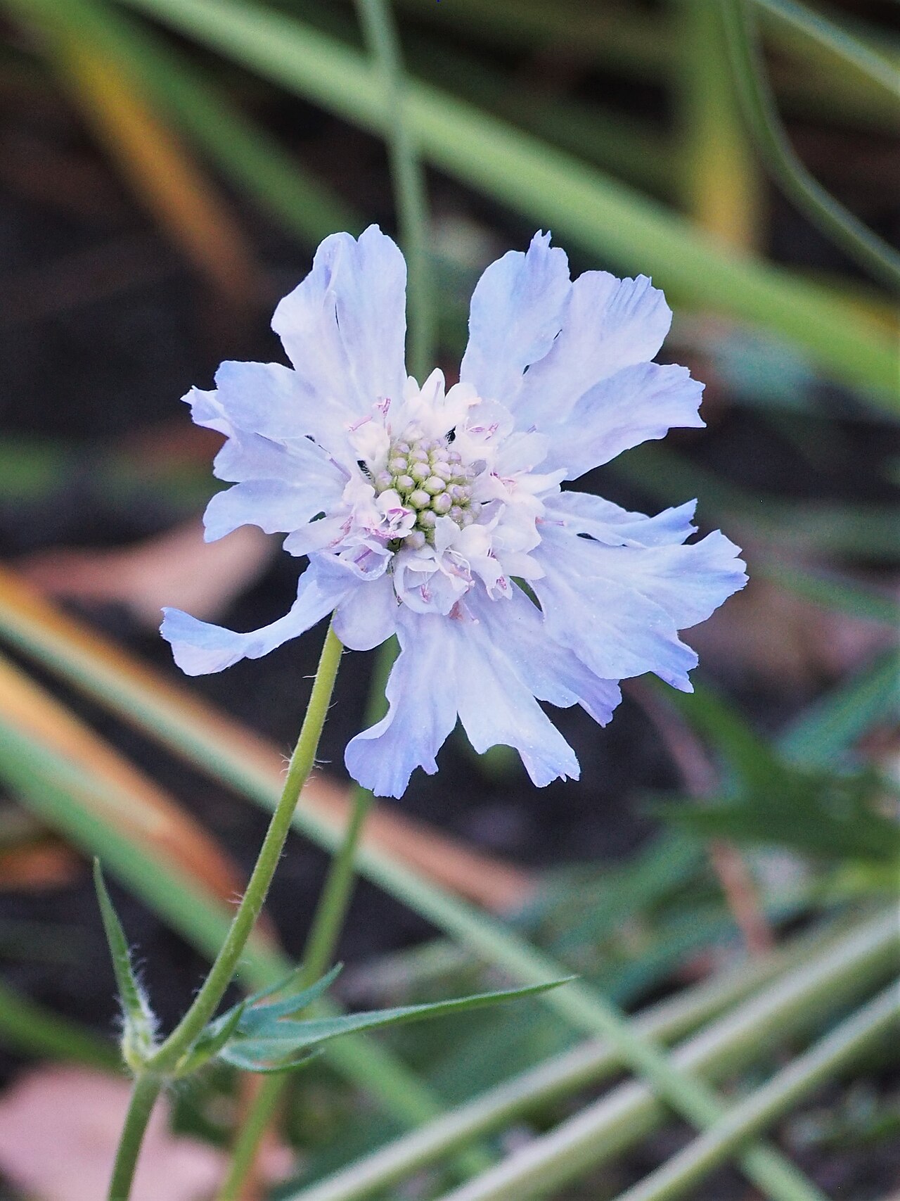 Detail kvetu Scabiosa caucasica