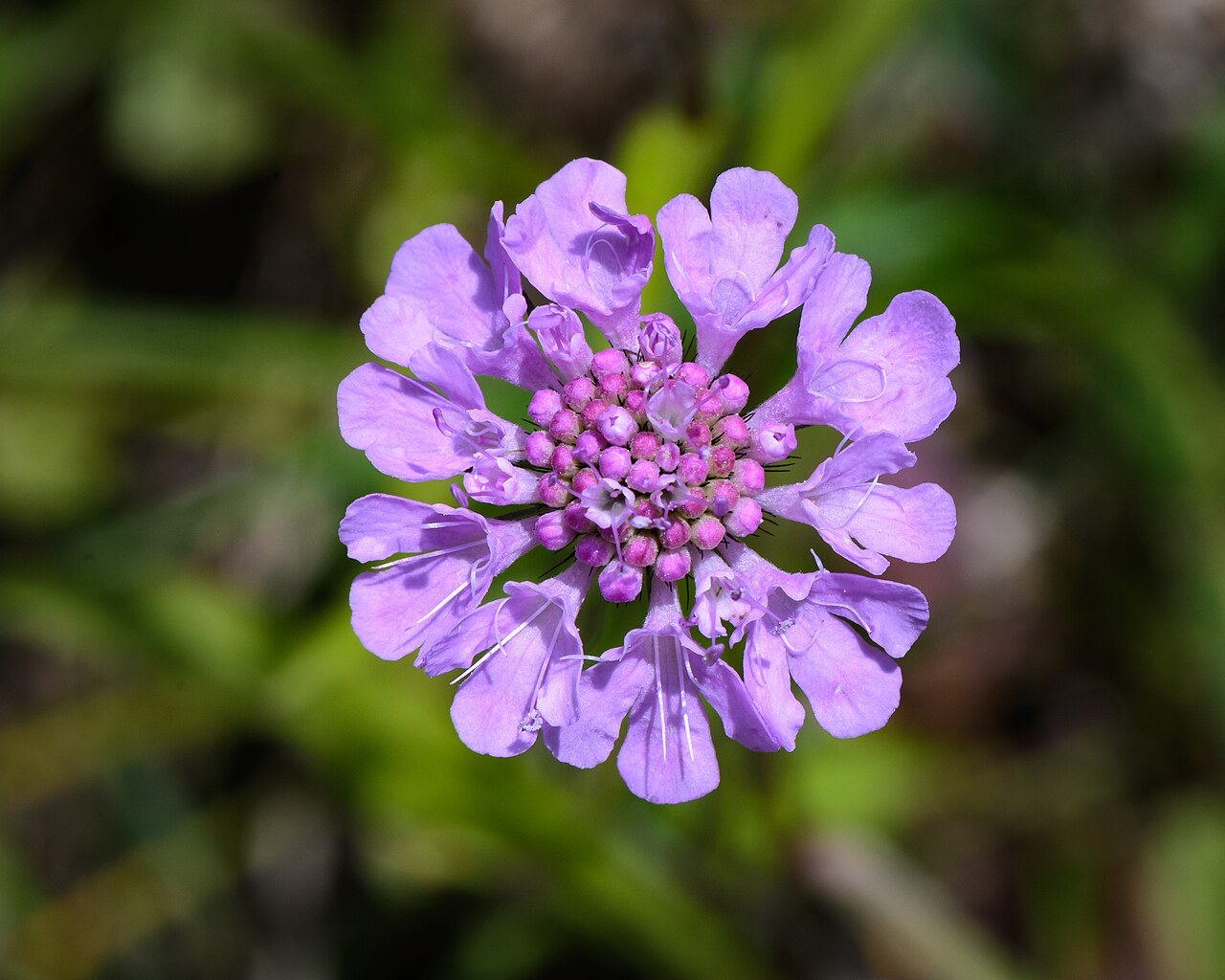Scabiosa columbaria s jemnými fialovými kvetmi v záhone