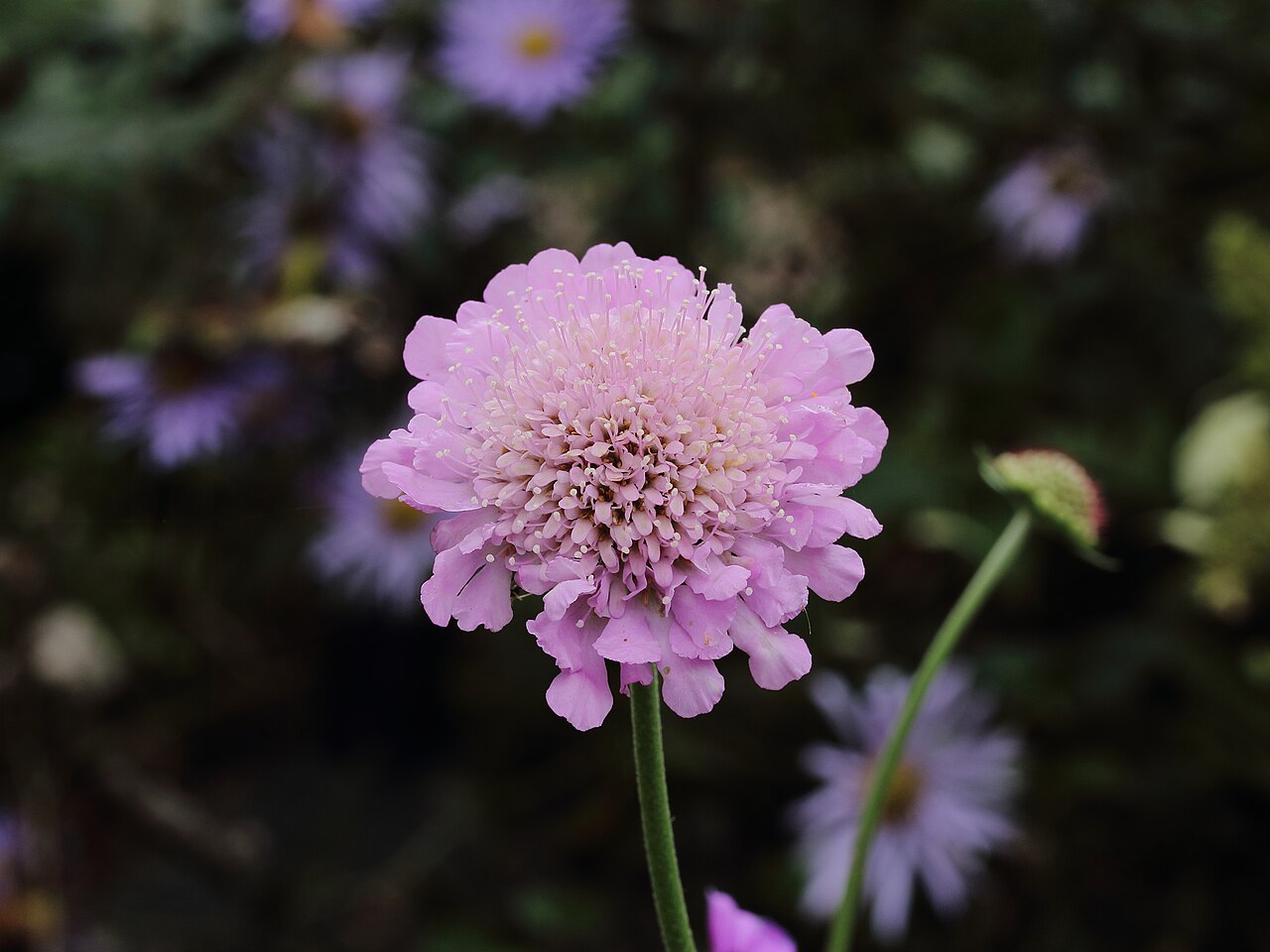 Starostlivosť o Scabiosa columbaria a jej kvitnutie na slnku