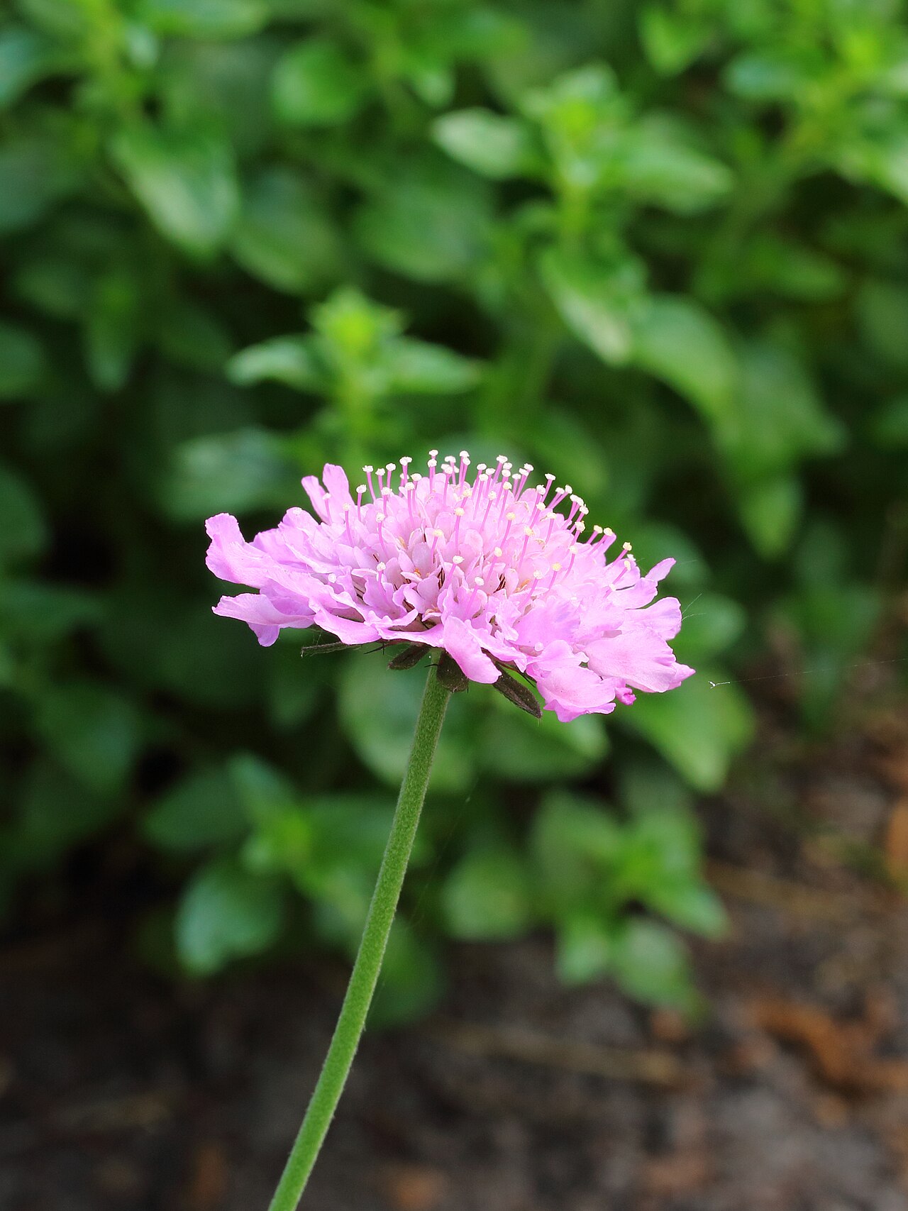 Detail kvetu Scabiosa columbaria