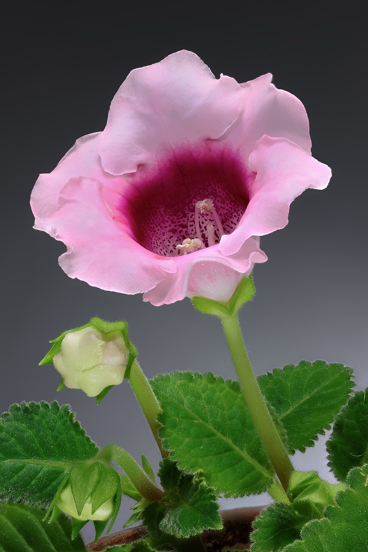 Starostlivosť o Sinningia speciosa v interiéri