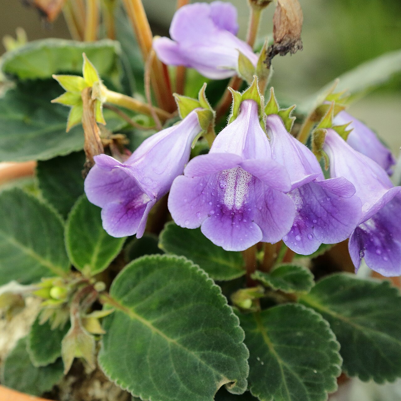 Sinningia speciosa s veľkými zvonkovitými kvetmi
