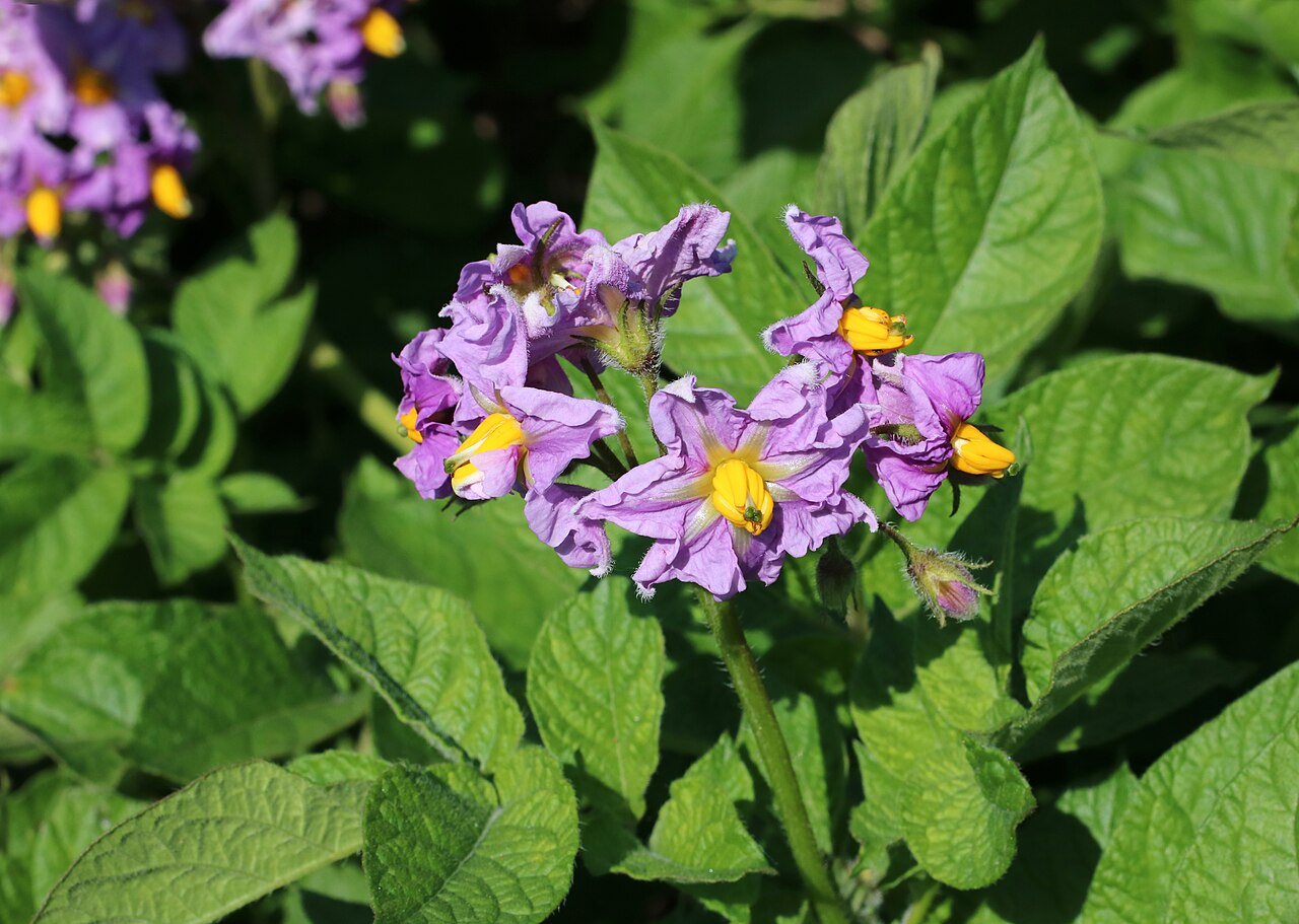 Solanum tuberosum pestovanie na slnečnom stanovišti