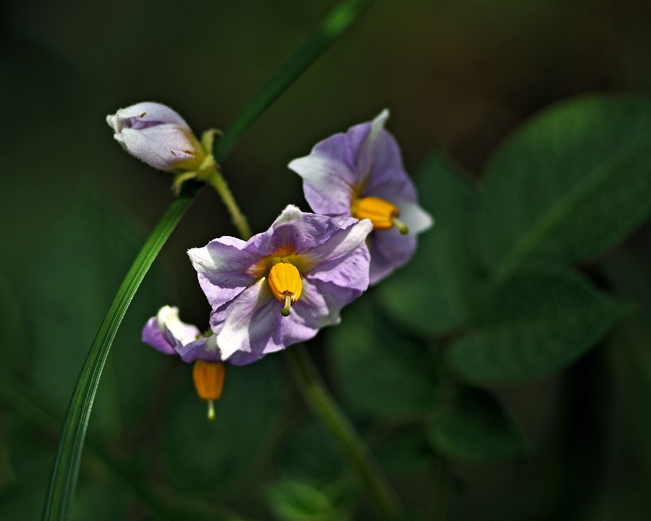 Listy rastliny Solanum tuberosum v detailnom zábere