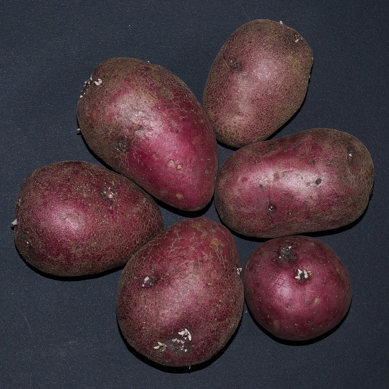 Kvety Solanum tuberosum počas letného kvitnutia