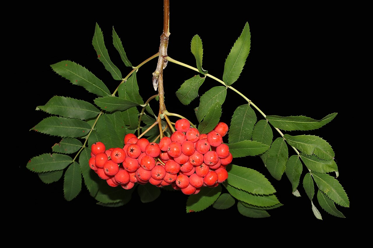 Starostlivosť o Sorbus aucuparia na svetlom stanovišti