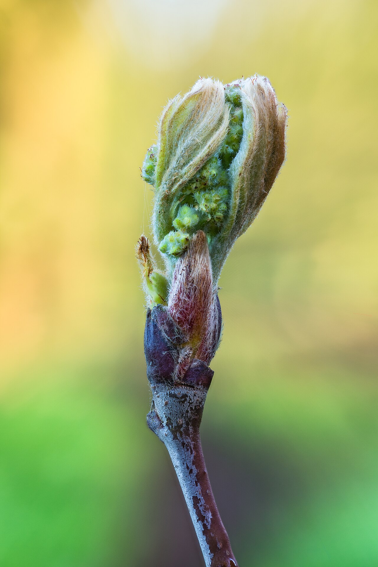 Sorbus aucuparia s perovitými listami